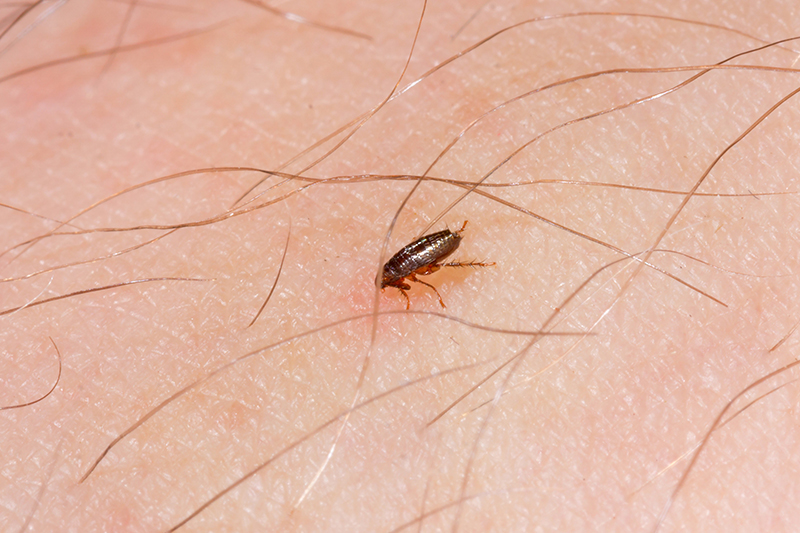 Flea Pest Control in UK United Kingdom