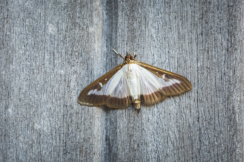 Moth Pest Control in UK United Kingdom