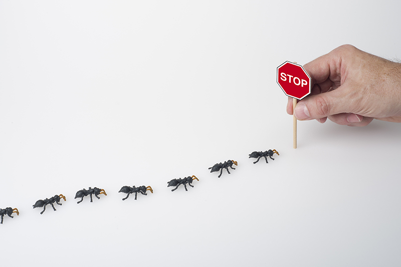 Ant Pest Control in UK United Kingdom